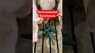 Environmental enrichment in open-pen gestation improves sow welfare and reduces boredom #herdhealth