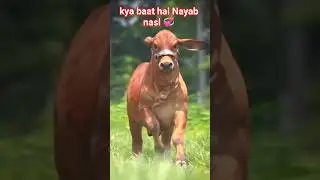 gay ka Nayab nasl 💞#cow #bull #gaumata #gir #shorts #ytshorts #yt #sorts #shortsfeed