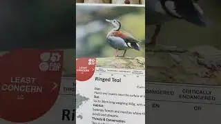 Ringed Teal