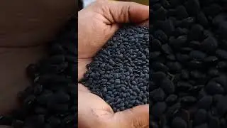 இங்க பாருங்க உடம்புக்கு நல்லது கருப்பு கொள்ளு உங்க ஊர்ல இதுக்கு என்ன பேர் ?