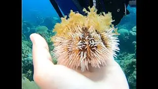 2024/03 Dominican Republic Dive Sites That Will Blow Your Mind: Top Scuba Diving Locations