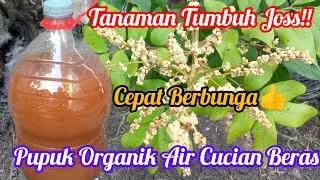 Cara Membuat POC (Pupuk Organik Cair) Air Cucian Beras