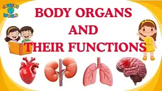 🧠 Human Body Parts and Their Functions | Fun Learning for Kids | Learn with Jayden
