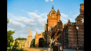 Meet Louie & Lottie - Harris Hawks (parabuteo unicinctus) | Apollo Falconry