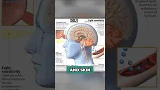 Pro Metabolic Diets #metabolism #prometabolic #mitochondria #livevitae #healthytips #yt