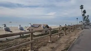Спокойная пляжная атмосфера: чайки наблюдают за океаном 🌊