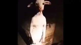 Creepy goat standing up