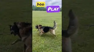German Shepherd Texas Blue Heeler play #germanshepherd