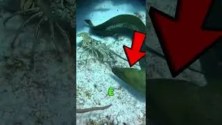 MOREIA contra LAGOSTA 🦞 Batalha De Bichos No Mar