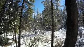 Northstar Tahoe Trees shedding snow April 23 2016 video 7
