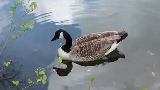 2024 new birds 4k Relaxing smart and funny cute birds wonderful natural Amazon worlds wildlife film
