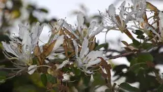 Buy Bauhinia bowkeri Seed and Vine Seeds Online From Tropical Rare Seeds
