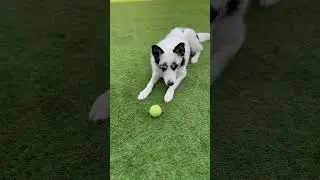 Turns out he does headers too. #collie #colliedogs #bordercollie #ball
