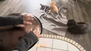 Handpan Groove for Chilling Dogs