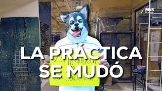 MERCADO de SONORA y el TR&Aacute;FICO ANIMAL: rituales, MALTRATO y EVASI&Oacute;N de la LEY | MVS Noticias