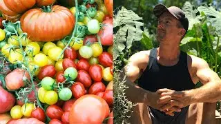 Growing Tomatoes in My Backyard Garden in the Desert...AMAZING!