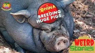 China Breeding Huge Pigs-WEIRD STORIES
