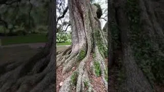 The Largest Live Oak