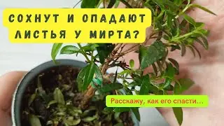 🌿 Сохнут и опадают листья у мирта? Кажется, я нашла выход, как его спасти...