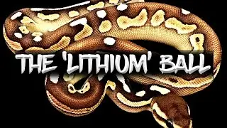 The 'Lithium' Ball Python