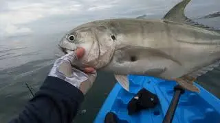 Inexpensive Daiso Lure Catches the Biggest Fish!