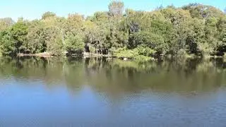 Wandering Whistling-Duck & Little Black Cormorant 2