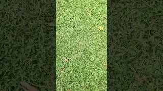 pearl grass farming #pathanamthitta #pearlgrass 9605630061