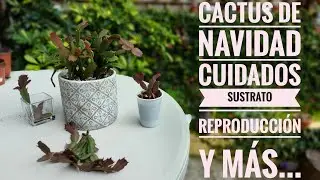 TODO SOBRE LOS CACTUS DE NAVIDAD/Reproducción, Sustrato casero, Riego y sus cuidados...
