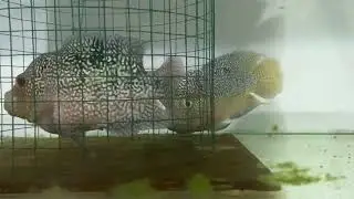 Proses penjodohan BELAJAR BREEDING IKAN