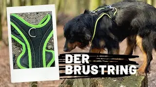 Der Brustring am Grossenbacher Geschirr, wie wird er eingesetzt?