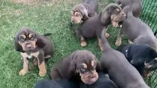 June 2024 bloodhound puppies, 6 weeks old.