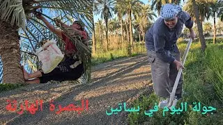 جولة اليوم في بساتين البصرة الهارثة أرجو أن تنال اعجابكم #أحمد_مهدي