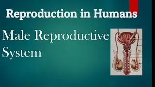male reproductive System || Reproduction in humans class 8||
