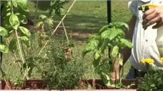 Herb Gardens & Box Gardening : How to Keep Insects Out of Herb Planters & Gardens