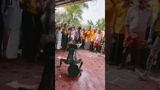 Black Tiger breaks Coconut 🔥