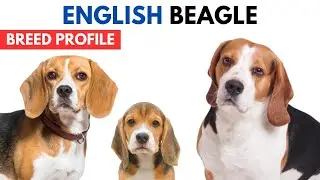 Beagle Dog Breed Profile History - Price - Traits - English Beagle Dog Grooming Needs - Lifespan