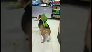 WAIT FOR IT! This Parrot Taught the Dog to TALK?! | CUTEST Pet Duo Ever