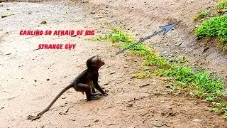 OMG! Baby Carlino So Afraid Of Big, Strange Guy, While That Guy Playing With others