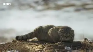 FROZEN PLANET II | Il gatto di Pallas, felino delle steppe | HOT CORN