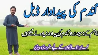 Gbberelic Acid spray on wheat crop to increase tilering // Wheat farming // Desi life desi fun
