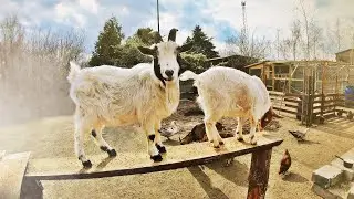 🐐 KÓZKI ZADOWOLONE 🐐 plac zabaw GOTOWY  + ognisko 🔥 MOJE MINI ZOO / odc. 181