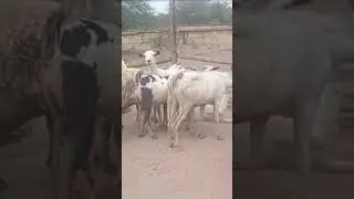 GOATS IN Africa