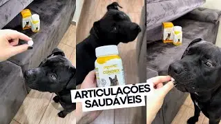 Como MANTER as ARTICULA&Ccedil;&Otilde;ES dos c&atilde;es SEMPRE SAUD&Aacute;VEIS | Condrix Organnact