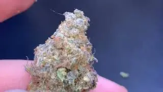 Forum Cookies By Nature Already Won HYPE VIDEO