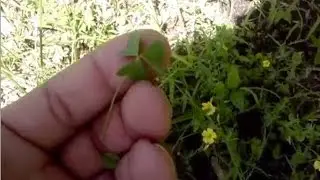 Foraging with The Urban-Abo - Spring Edibles 6 - Featuring Cattails, Yellow Sorrel, & Jewel Weed