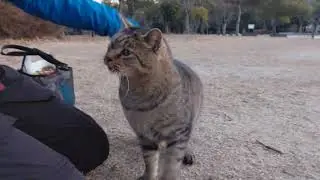 うろうろチビ太君、出てきてくれました❗尻尾フリフリ⤴️帽子にスリスリ⤴️ブラシでゴシゴシ⤴️喉ゴロゴロ鳴らし気持ち良さそうなチビ太君❗腹ペコだったみたいパクパク⤴️うろうろせず毎朝出てきて下さいニャー