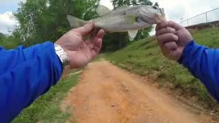 Finally Caught a Bass at a Pressured Lake - Freedom Florence Park, SC