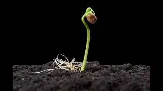 One genius trick to germinate your seeds