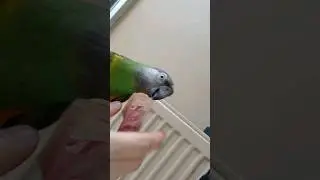 PARA PARA