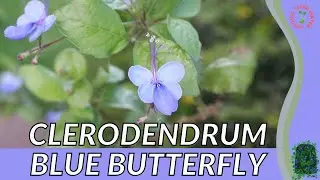 CLERODENDRUM BLUE BUTTERFLY Information and Growing Tips! (Rotheca myricoides)